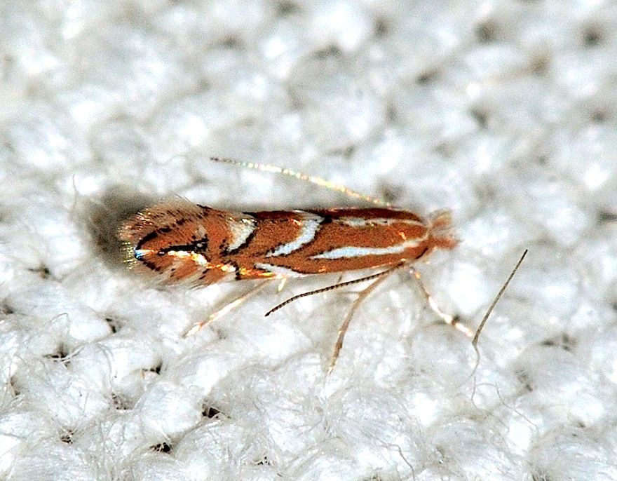 Phyllonorycter cf lantanella, Gracillariidae